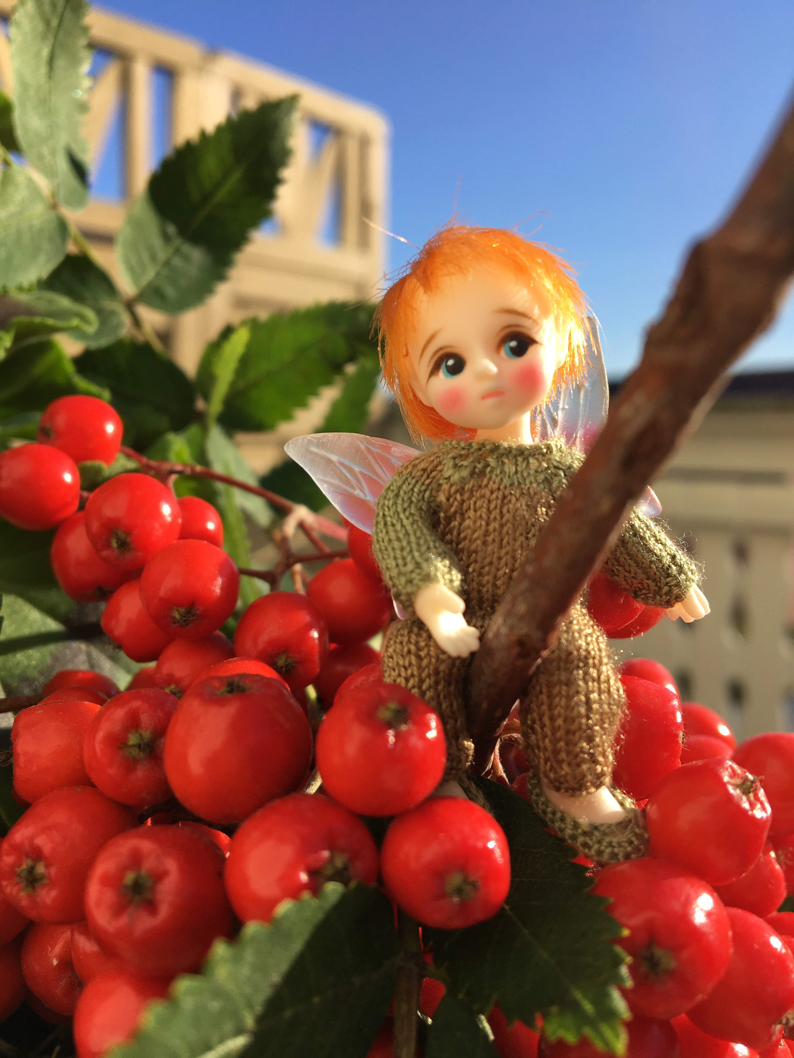 Pinky and the rowan berries