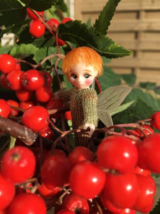 Pinky and the rowan berries