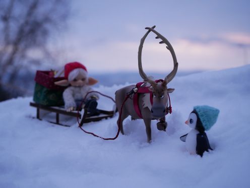 Pulling a sleigh, and not too happy about it.